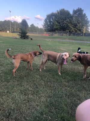 Cutten Green Dog Park photo 1